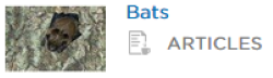 Bats articles with picture of bat